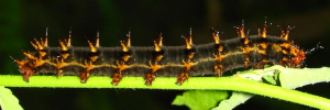 Larvae